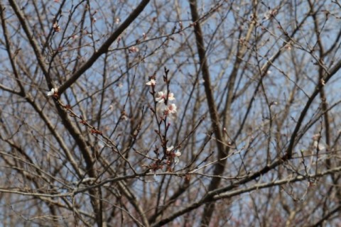 ツキ桜