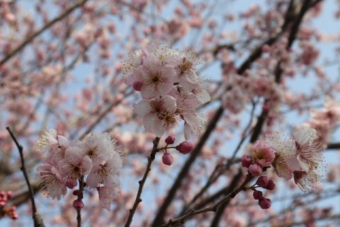 ツバキ桜