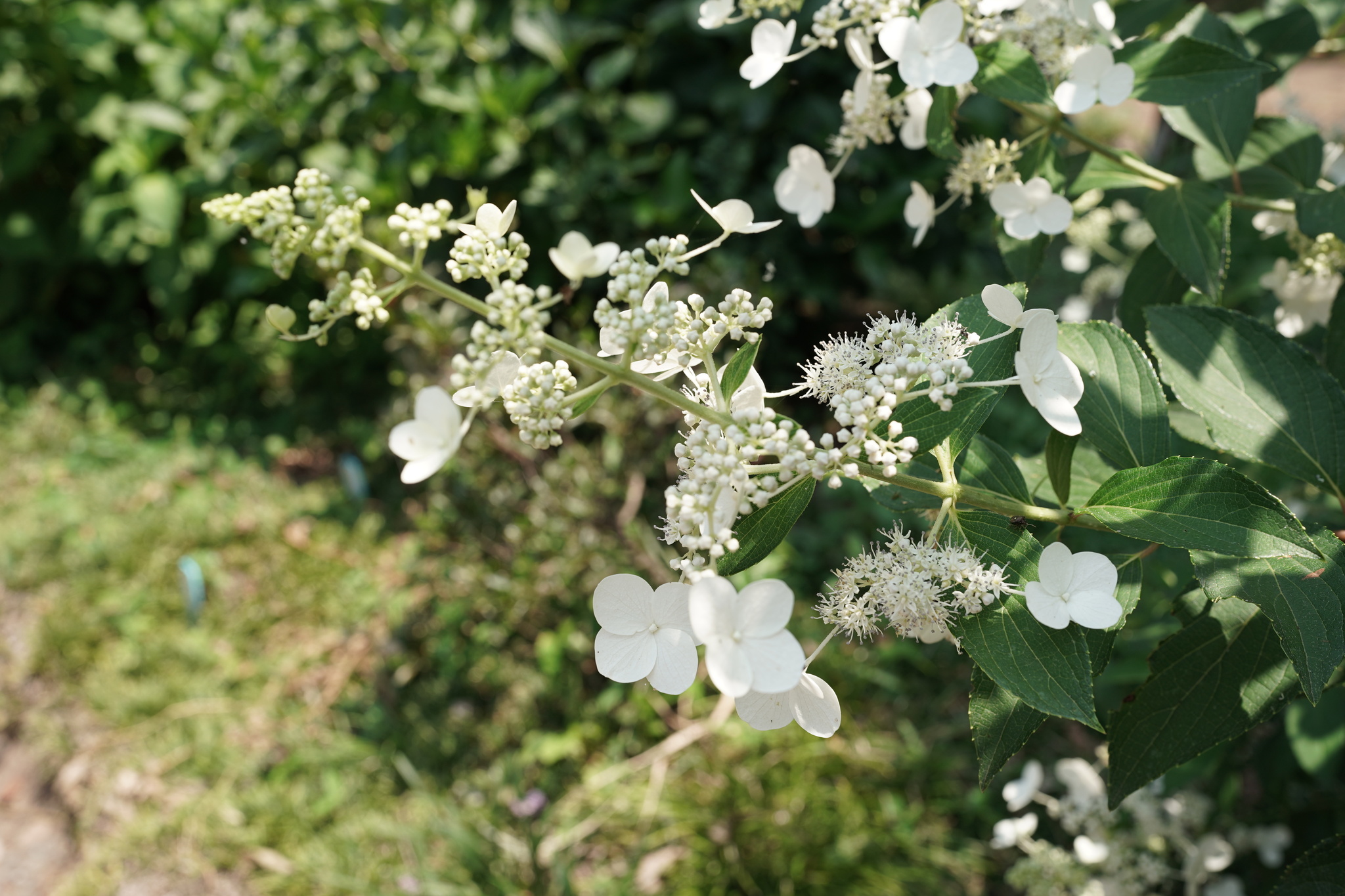 水無月