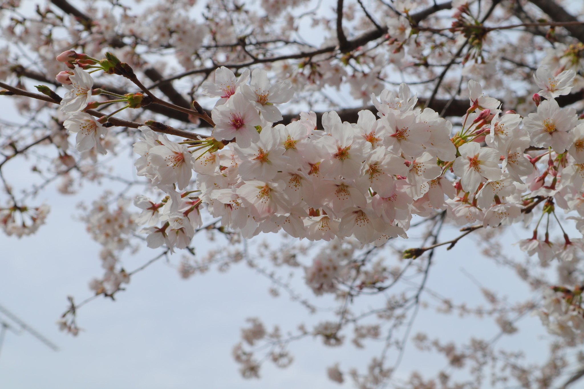 赤城神社 眾多種類櫻花綻放的賞花勝地！